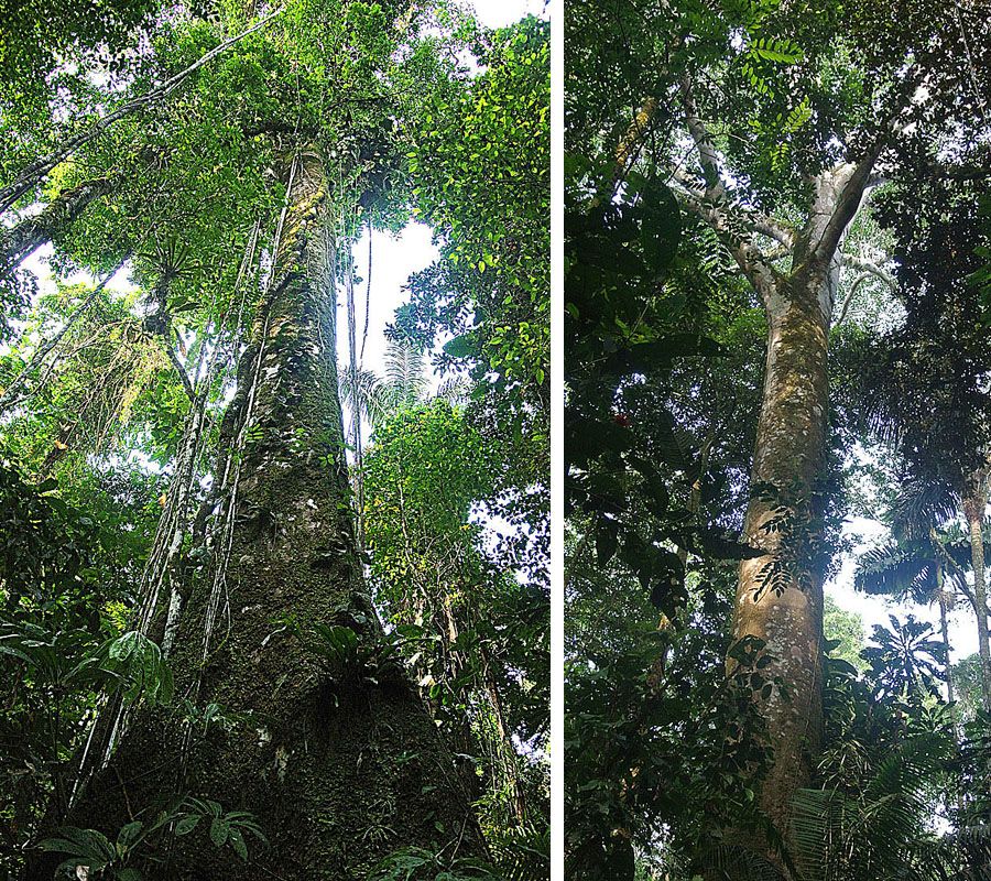 Dos amates de río altos y derechos vistos desde el suelo dentro de la selva.