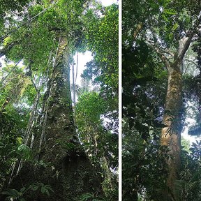 Dos amates de río altos y derechos vistos desde el suelo dentro de la selva.