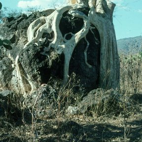 Amate de río con las raíces envolviendo un peñasco en una ladera seca.
