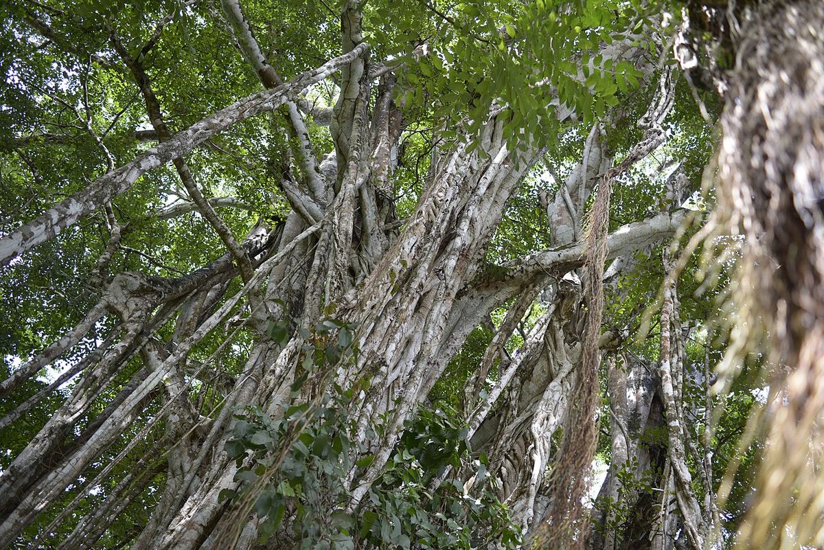 Copa de un amate negro con raíces colgando entre las ramas horizontales.