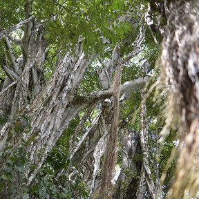 Copa de un amate negro con raíces colgando entre las ramas horizontales.