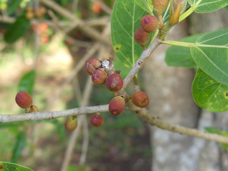 Higos rojizos de amate negro apiñados sobre una ramilla junto al tronco.