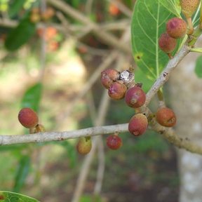 Higos rojizos de amate negro apiñados sobre una ramilla junto al tronco.