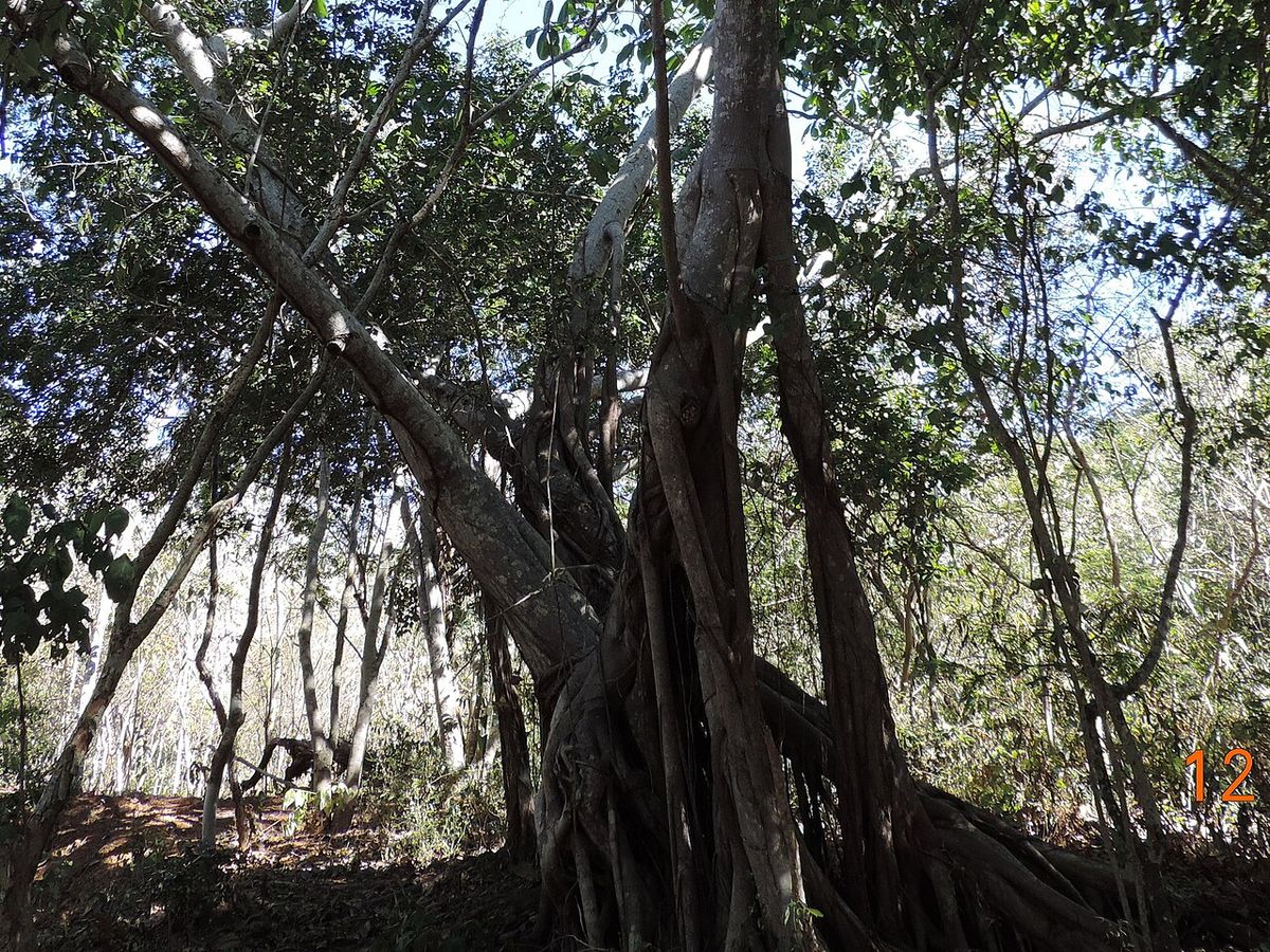 Amate negro de copa ancha y raíces colgantes en un paisaje abierto de monte.