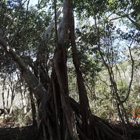 Amate negro de copa ancha y raíces colgantes en un paisaje abierto de monte.