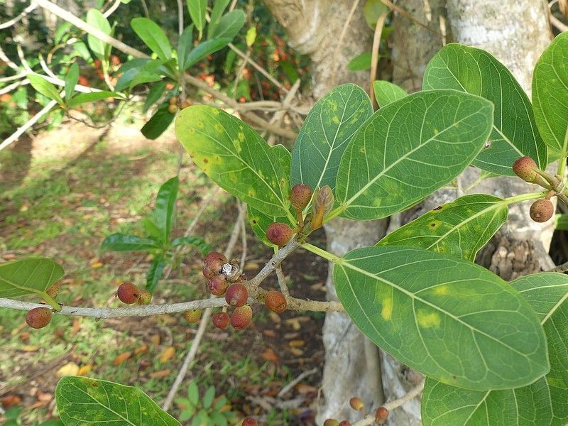 Higos de amate negro madurando entre hojas anchas junto a un tronco gris.