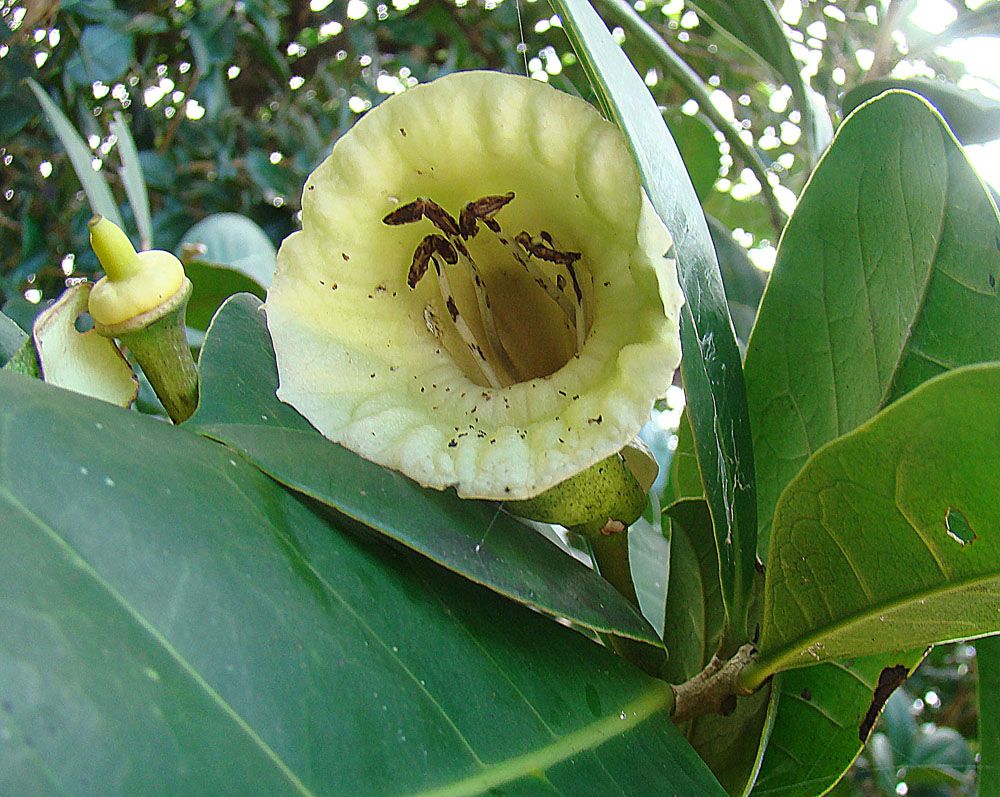 Flor amarillenta y acampanada de güiro de Petén abierta entre hojas gruesas.