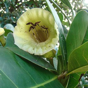 Flor amarillenta y acampanada de güiro de Petén abierta entre hojas gruesas.