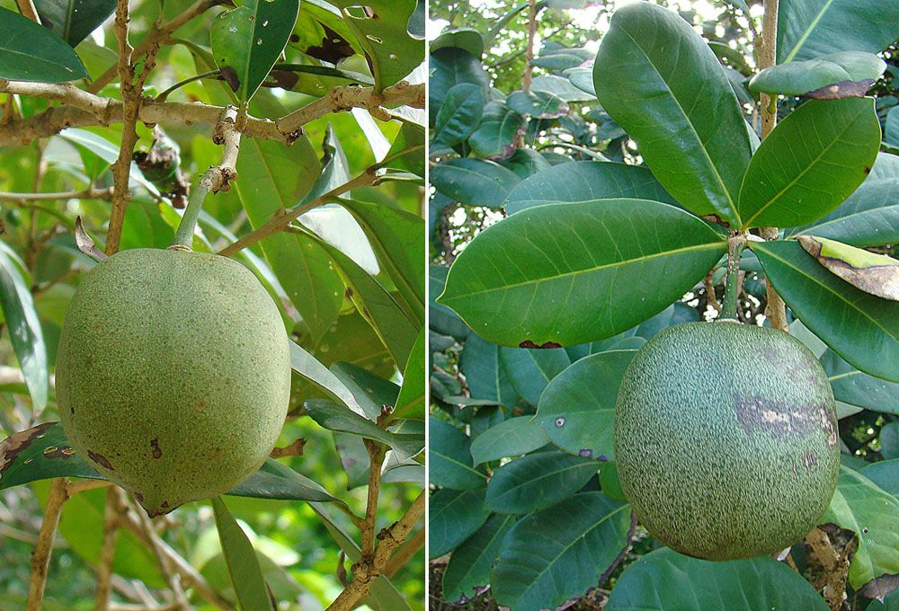 Composición de dos fotografías con el fruto verde del güiro de Petén en la rama.