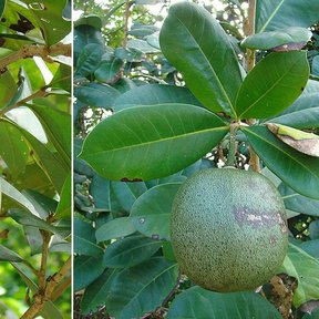 Composición de dos fotografías con el fruto verde del güiro de Petén en la rama.
