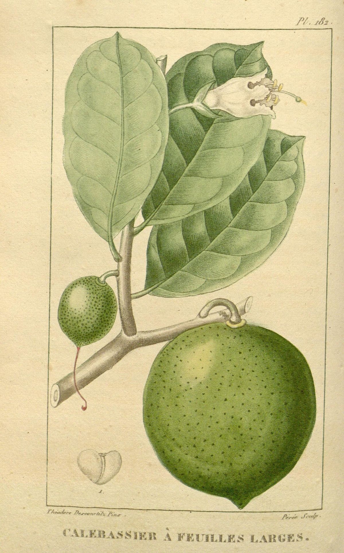 Lámina botánica antigua del güiro con la hoja ancha y el fruto redondo.