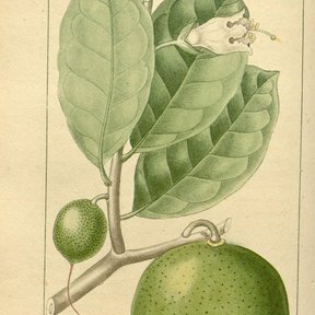 Lámina botánica antigua del güiro con la hoja ancha y el fruto redondo.