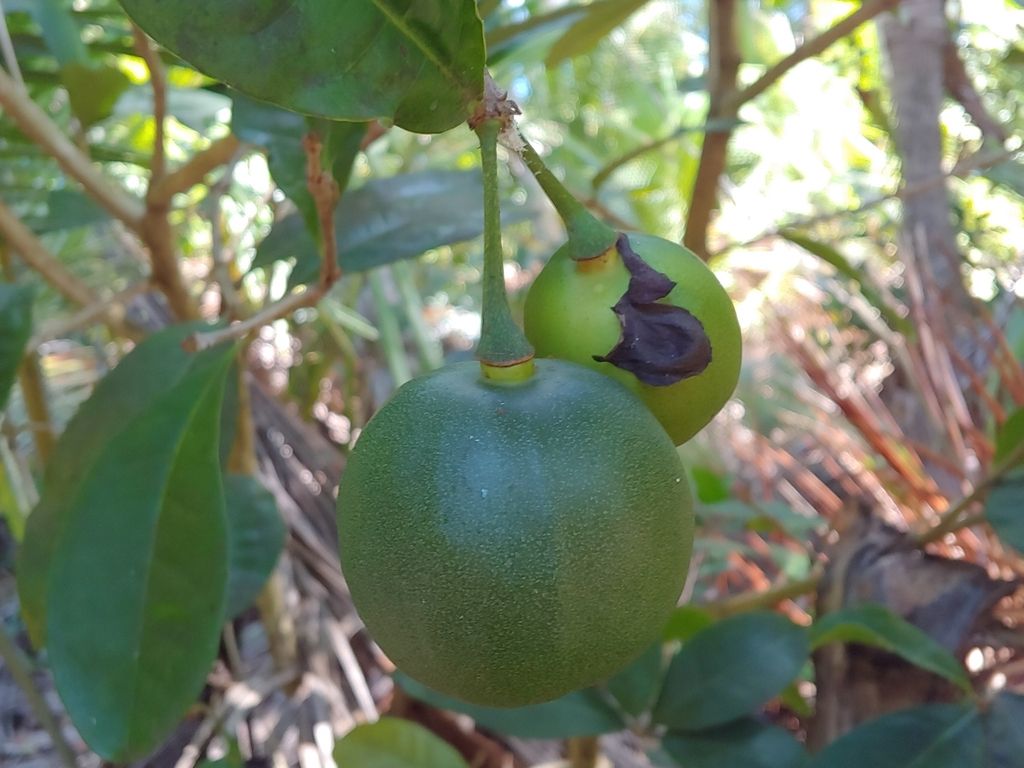 Fruto verde y redondo de güiro de Petén colgando entre las hojas de la rama.
