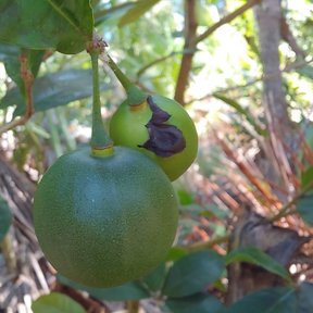 Fruto verde y redondo de güiro de Petén colgando entre las hojas de la rama.