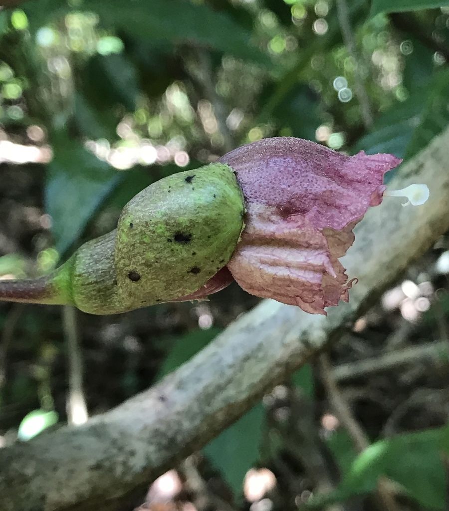 Flor de güiro de Petén brotando del tronco, con el cáliz verde y la corola rosada.