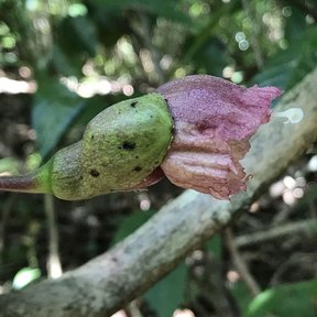 Flor de güiro de Petén brotando del tronco, con el cáliz verde y la corola rosada.