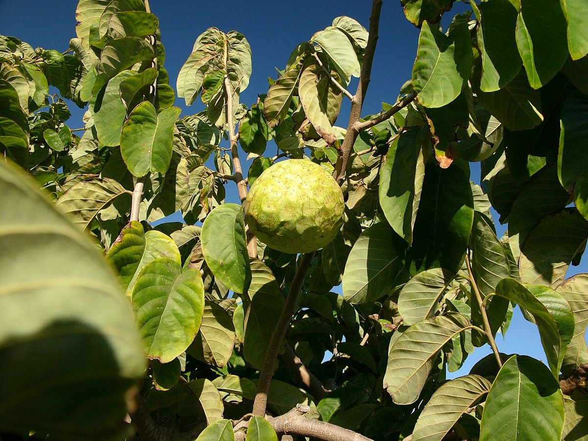 Chirimoya verde colgando de una rama entre hojas contra el cielo azul.