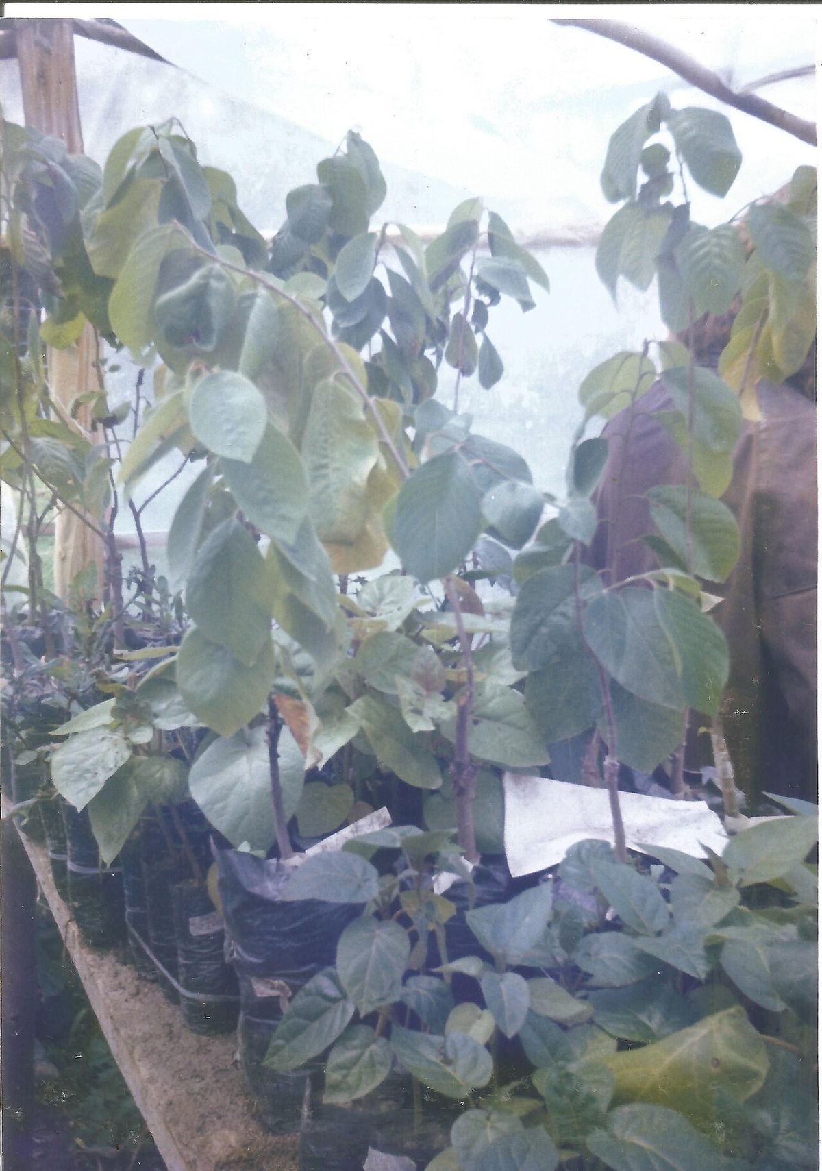 Plantas de chirimoyo en bolsas dentro de un invernadero de plástico.