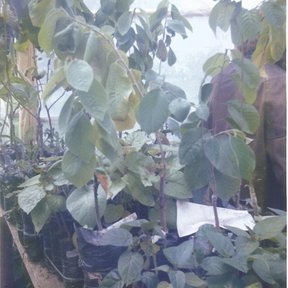Plantas de chirimoyo en bolsas dentro de un invernadero de plástico.