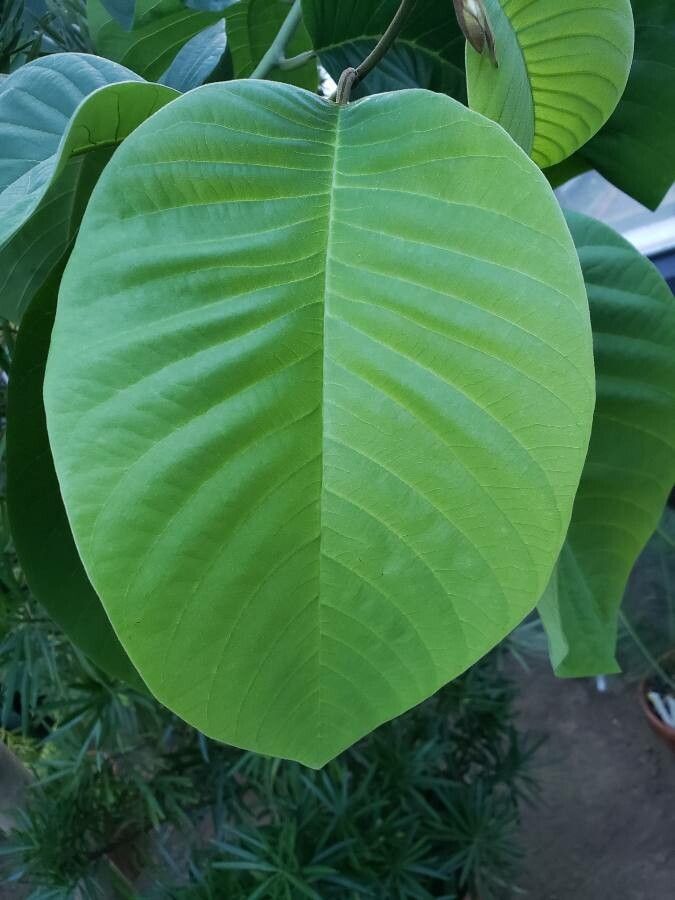 Una hoja grande y acorazonada de chirimoyo, con la nervadura muy marcada.