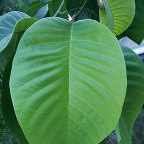 Una hoja grande y acorazonada de chirimoyo, con la nervadura muy marcada.