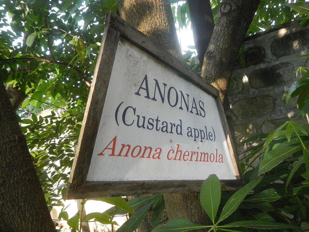 Cartel de jardín con el nombre Anona cherimola clavado al pie de un árbol.