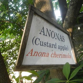 Cartel de jardín con el nombre Anona cherimola clavado al pie de un árbol.
