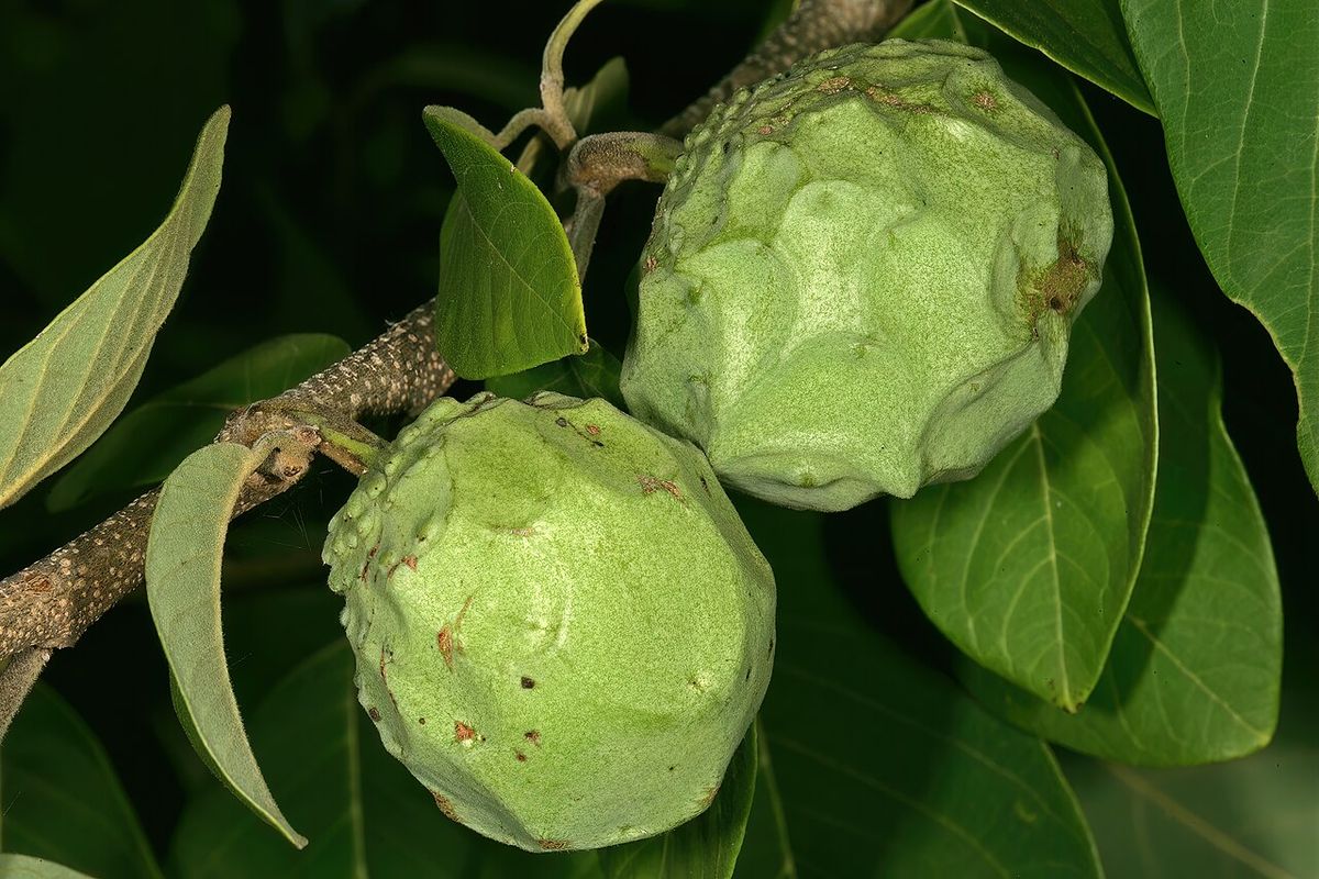 Dos chirimoyas verdes colgando de la rama entre hojas alargadas.