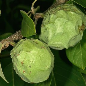 Dos chirimoyas verdes colgando de la rama entre hojas alargadas.