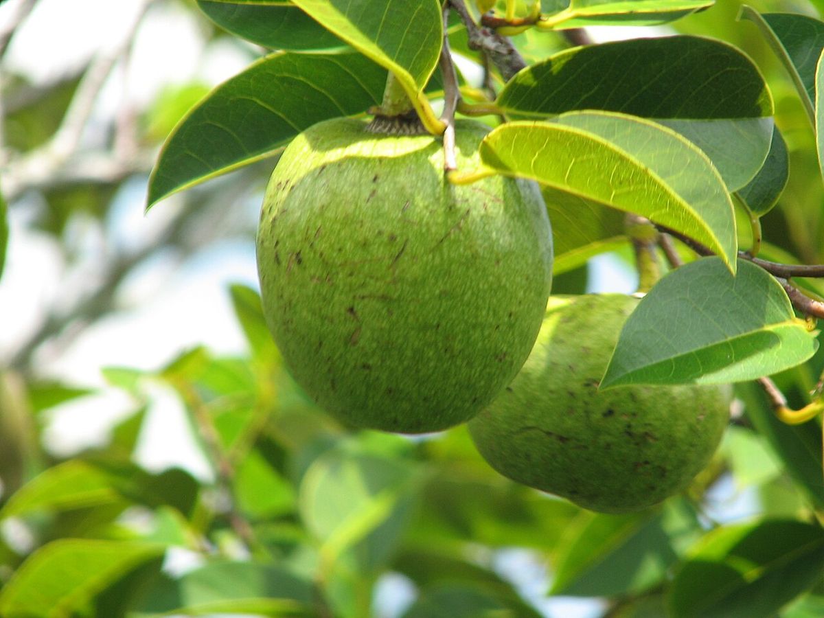 Frutos verdes y redondeados colgando de una rama entre hojas lustrosas.