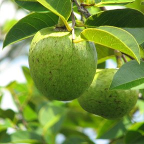 Frutos verdes y redondeados colgando de una rama entre hojas lustrosas.