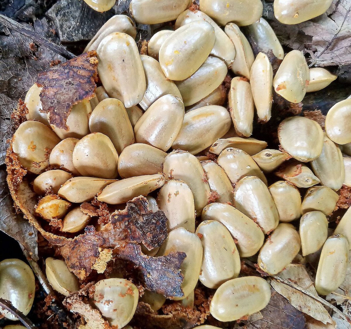 Semillas claras y aplanadas desparramadas sobre la cáscara abierta del fruto.