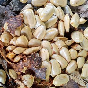Semillas claras y aplanadas desparramadas sobre la cáscara abierta del fruto.