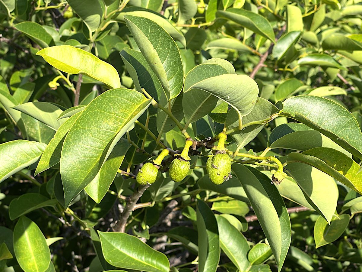 Frutos jóvenes y flores cerradas entre el follaje verde claro del árbol.