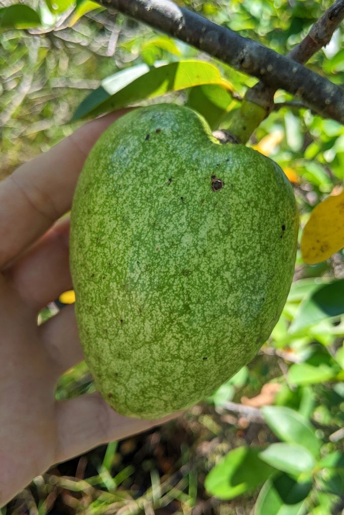 Una mano sostiene un fruto verde y aterciopelado todavía prendido de la rama.