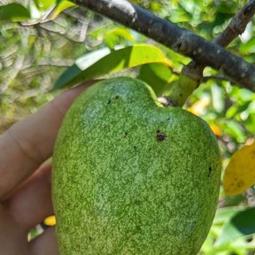 Una mano sostiene un fruto verde y aterciopelado todavía prendido de la rama.