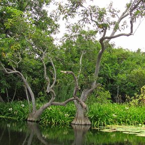 Árboles de tronco inclinado creciendo a la orilla de un cuerpo de agua quieto.