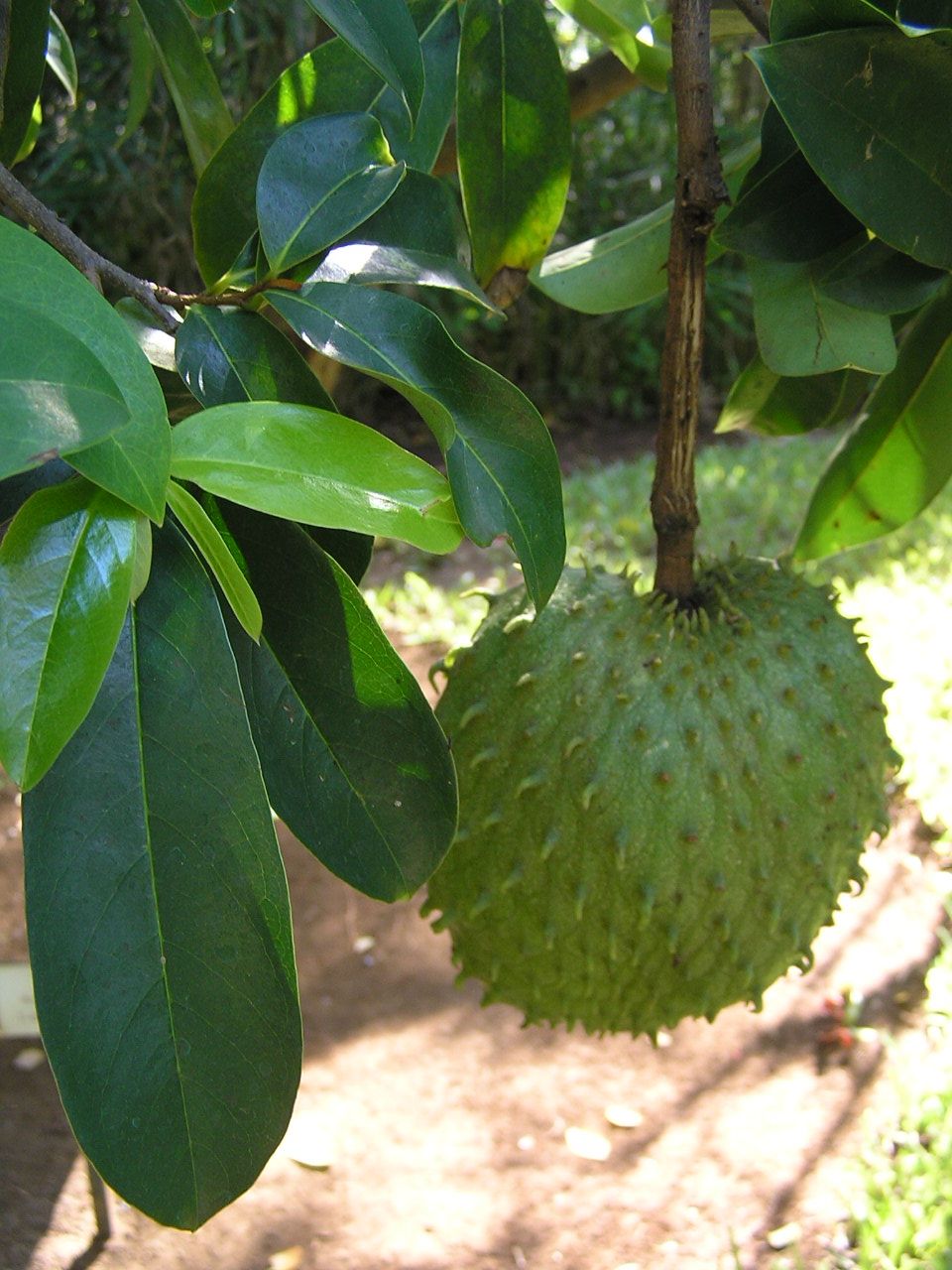 Guanábana verde y espinosa colgando de la rama entre hojas lustrosas.
