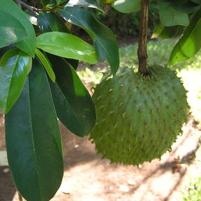 Guanábana verde y espinosa colgando de la rama entre hojas lustrosas.