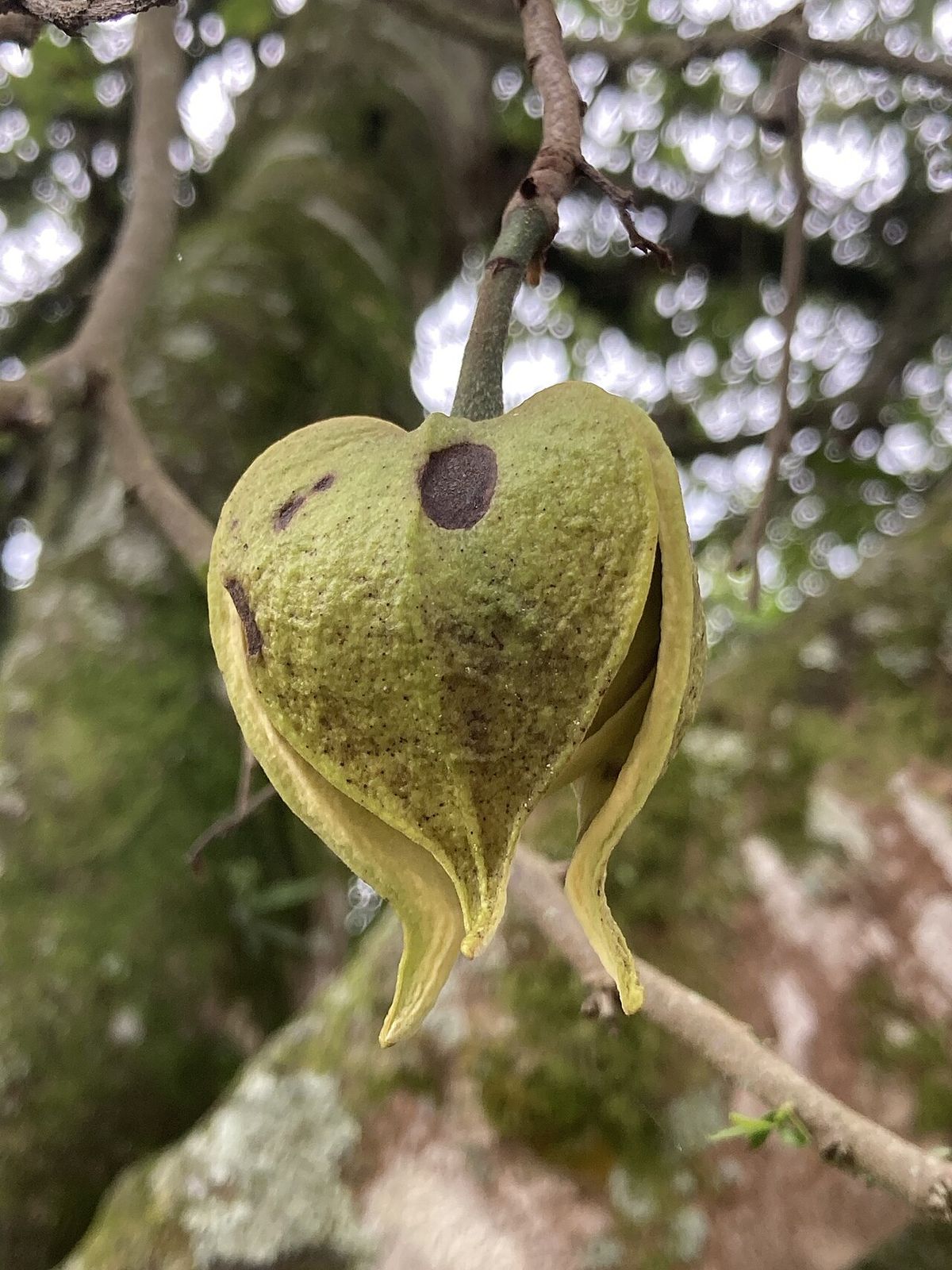 Flor amarillenta y carnosa de guanábana colgando de una rama gruesa.