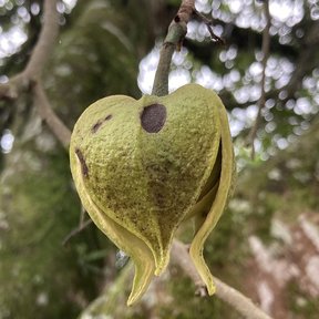 Flor amarillenta y carnosa de guanábana colgando de una rama gruesa.