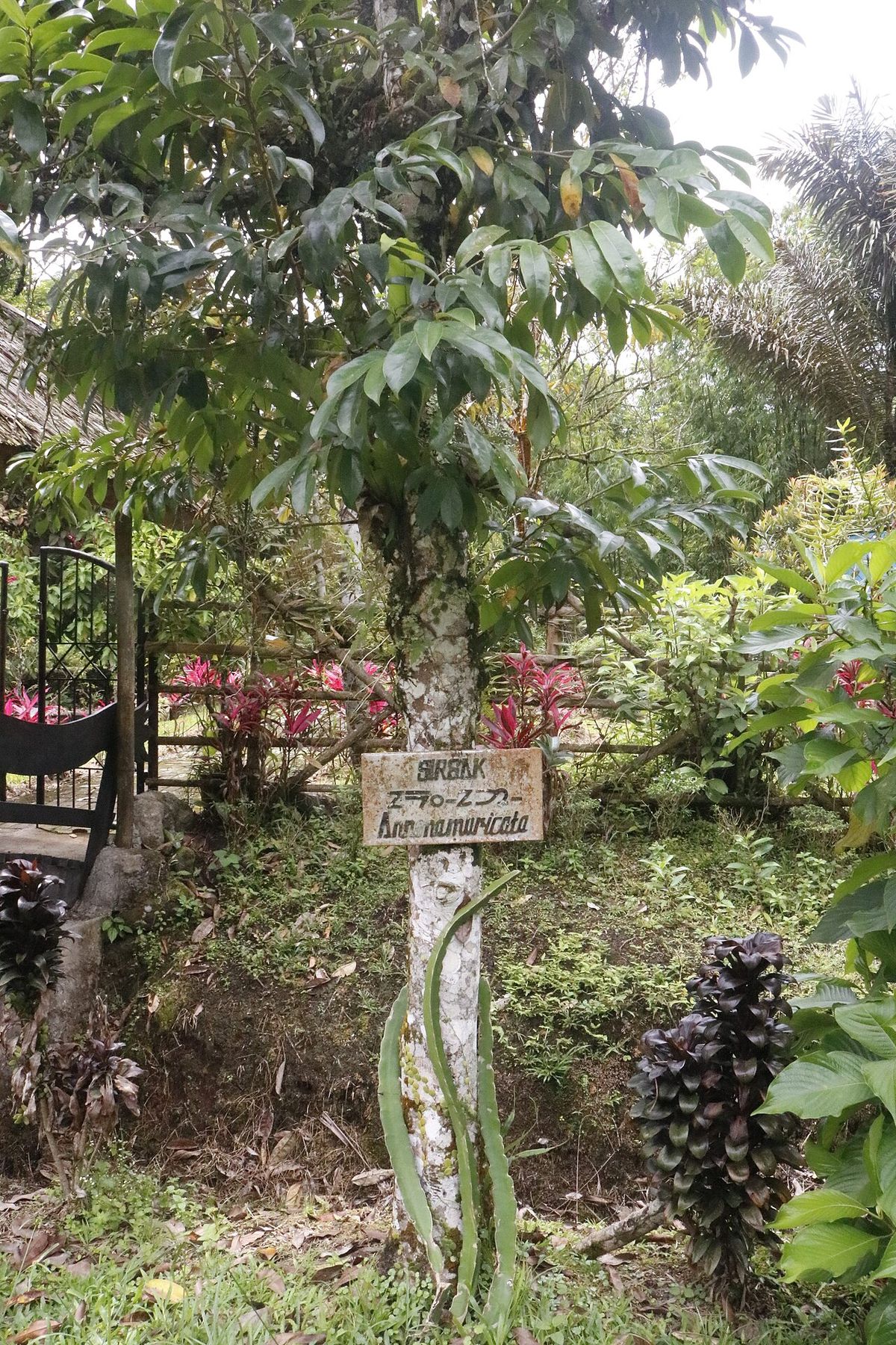 Guanábano entero de tronco delgado y copa abierta en un jardín, con un letrero al pie.
