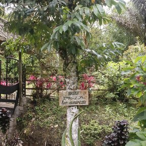 Guanábano entero de tronco delgado y copa abierta en un jardín, con un letrero al pie.