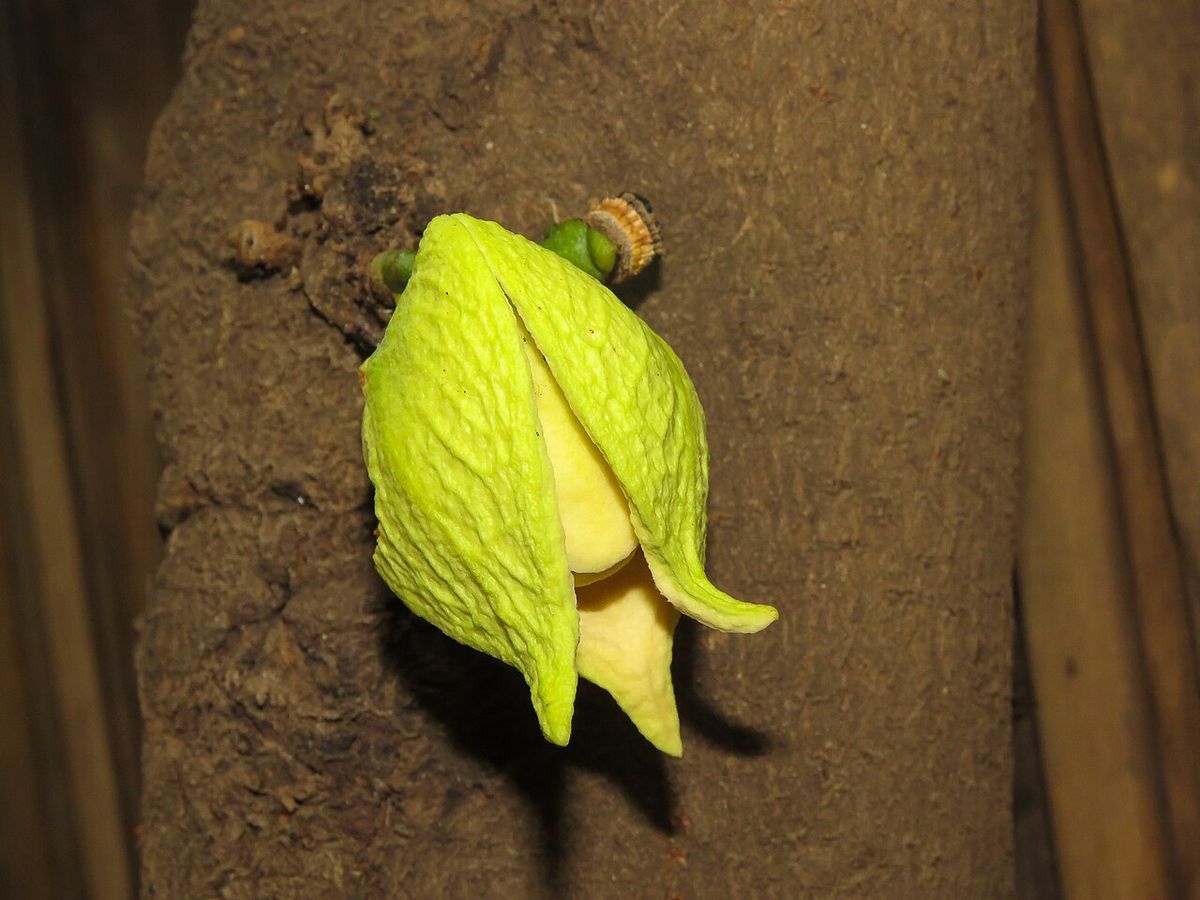 Flor verde amarillenta de guanábana brotando directamente del tronco.