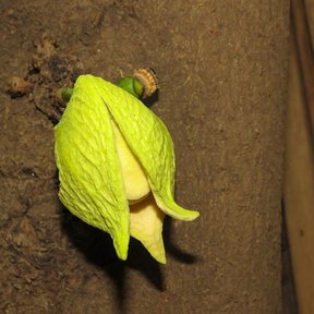 Flor verde amarillenta de guanábana brotando directamente del tronco.