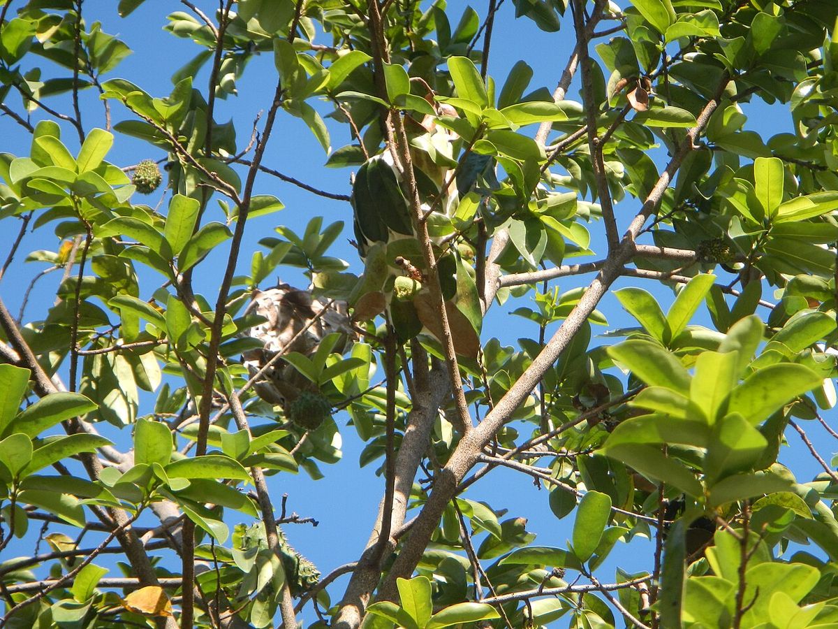 Copa de guanábano con las ramas abiertas recortada contra el cielo azul.
