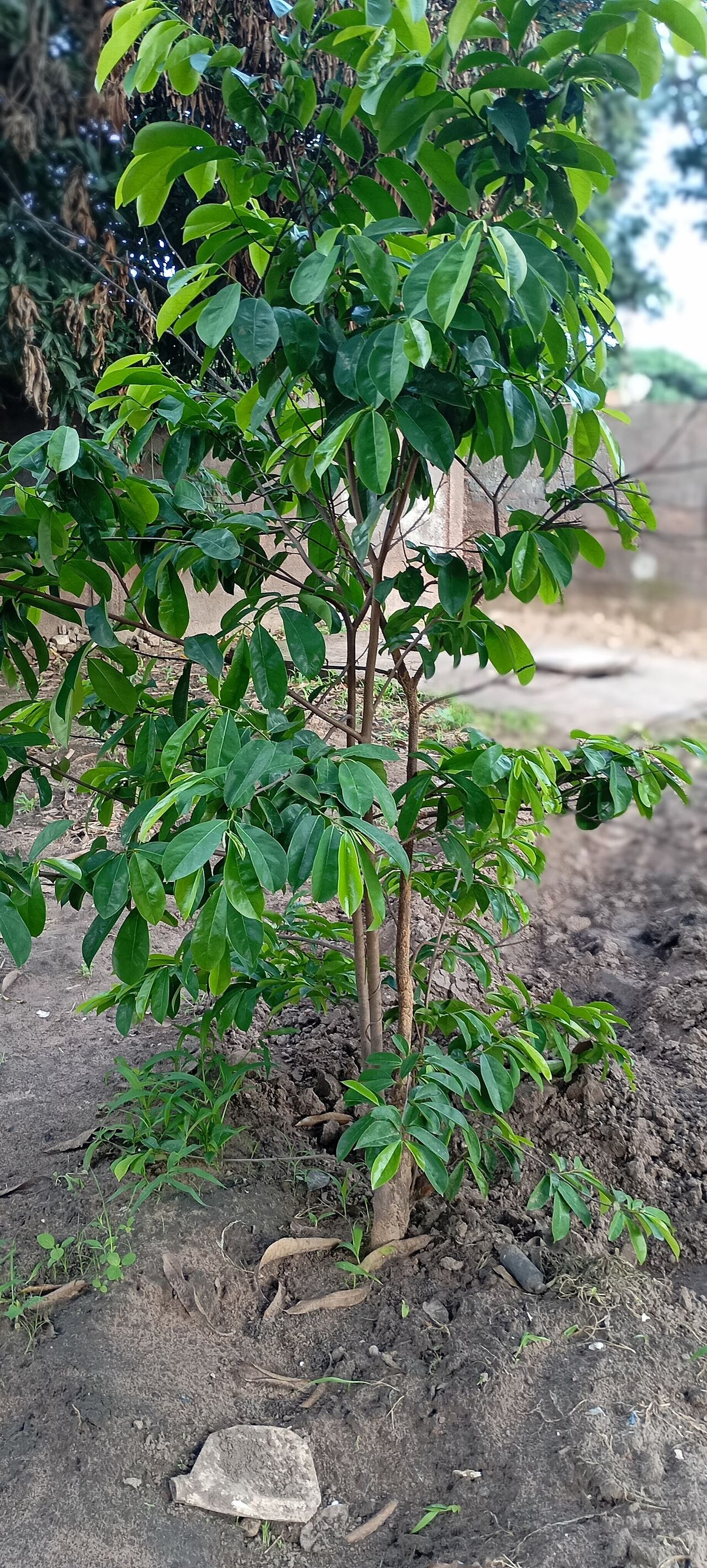 Guanábano joven recién plantado sobre tierra removida, con la copa ya formada.