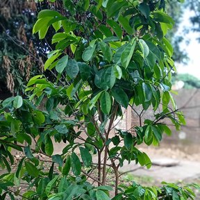 Guanábano joven recién plantado sobre tierra removida, con la copa ya formada.