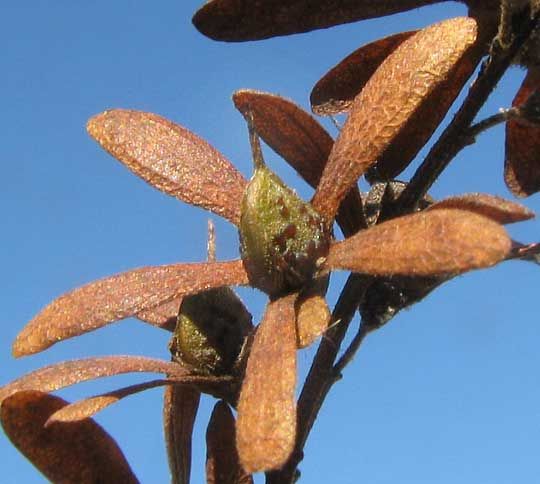 Frutos alados y pardos de llora sangre recortados contra un cielo azul.