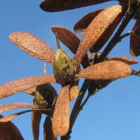 Frutos alados y pardos de llora sangre recortados contra un cielo azul.